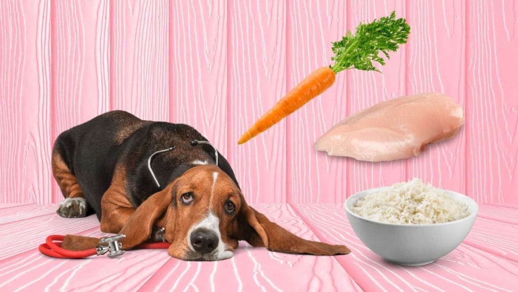 Schonkost für Hunde
