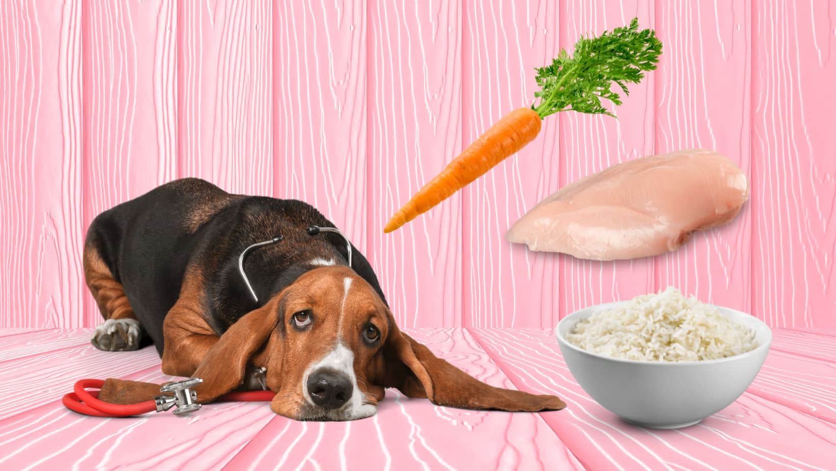 Schonkost für Hunde