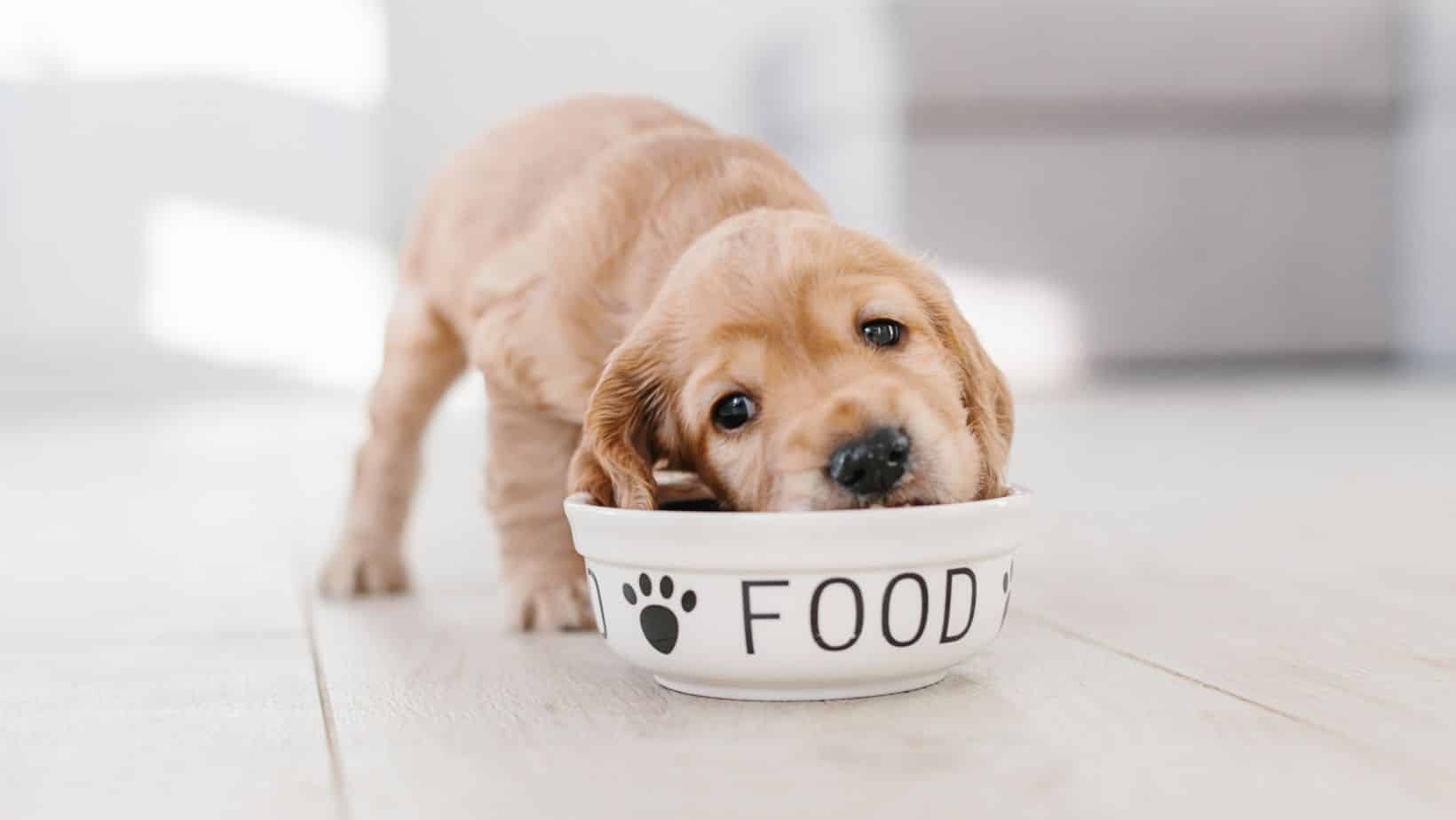 Dog Food