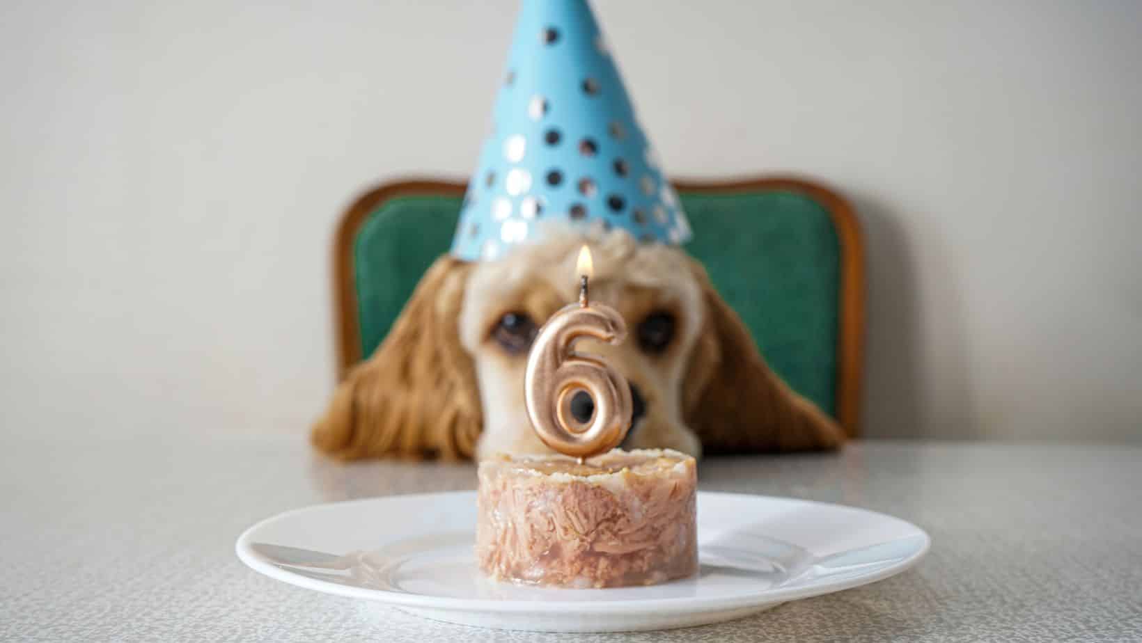 Hundekuchen selber backen Hundekuchen selber backen