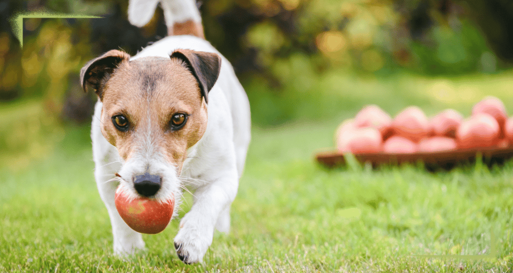 Dürfen Hunde Äpfel essen? Ein leckerer und gesunder Snack für deinen Vierbeiner