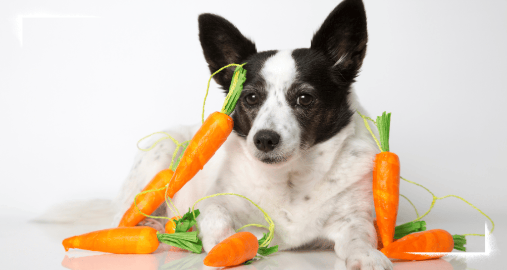 Dürfen Hunde Karotten essen?