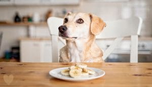 Banane für Hunde