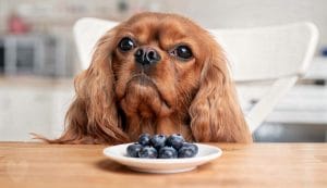 Blaubeeren für Hunde