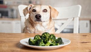Brokkoli für Hunde