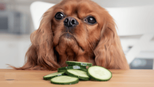 Gurke für Hunde