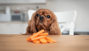Karotten für Hunde