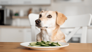 Zucchini für Hunde
