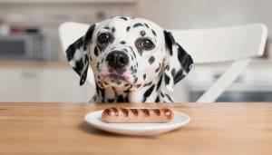 Bratwurst für Hunde