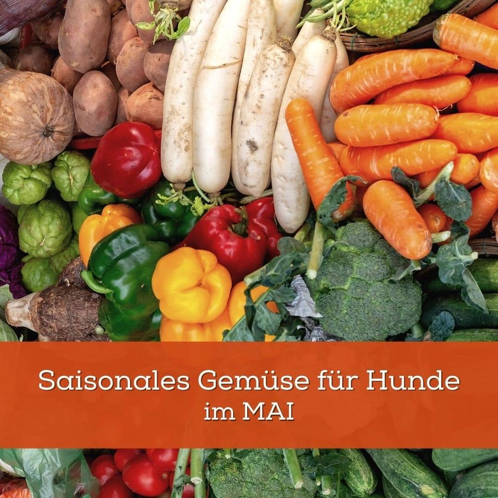 Saisonales Gemüse für Hunde im Mai