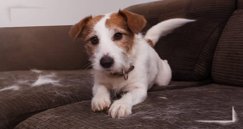 Unterstützung beim Fellwechsel: So hilfst du deinem Hund durch die Frühjahrszeit