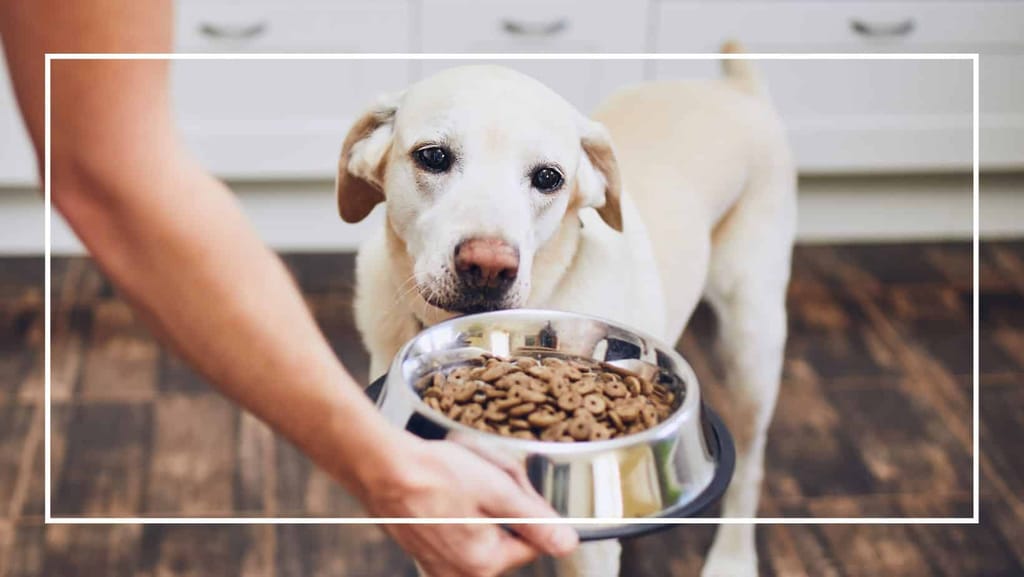 Wie äußert sich eine Glutenunverträglichkeit beim Hund?
