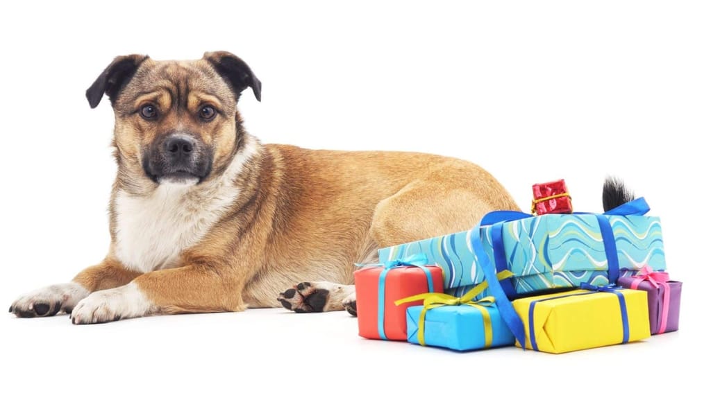 Spielidee für Hunde – Geburtstagsgeschenke auspacken