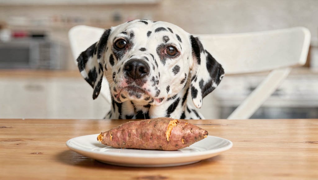 Süßkartoffel für Hunde: So verwendest Du sie richtig in Futter und Hundekeksen
