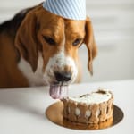 Ein Beagle-Hund mit einer gestreiften Partyhut leckt genüsslich an einer Geburtstagstorte mit Hundekeksen in Knochenform, die auf einer goldenen Unterlage steht.