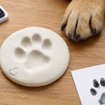 Pfotenabdruck vom Hund: 5 Methoden, die wirklich funktionieren