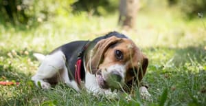 Wie belohne ich meinen Hund richtig?