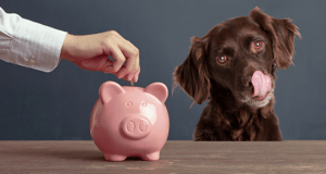 Kosteneinsparung mit selbstgebackenen Hundekeksen