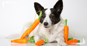 Dürfen Hunde Karotten essen?