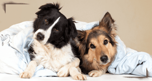 Laute Magengeräusche beim Hund