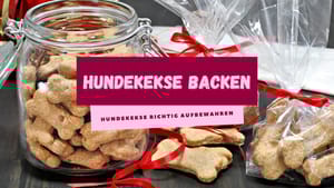Hundekekse richtig aufbewahren – Tipps für eine längere Haltbarkeit