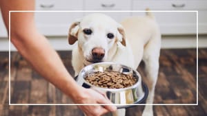 Wie äußert sich eine Glutenunverträglichkeit beim Hund?