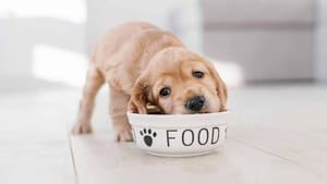 Welche Lebensmittel sind giftig für Hunde?