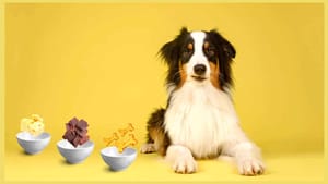 So findest du das Lieblingsleckerli deines Hundes in nur 7 Schritten.