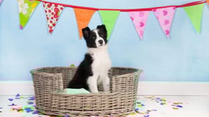 5 Möglichkeiten, wie du den Geburtstag deines Hundes feiern kannst!