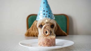 Hundekuchen selber backen