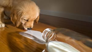 Dürfen Hunde Milch trinken?