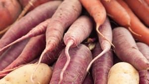 Wurzelgemüse für Hunde – Lecker und Gesund!