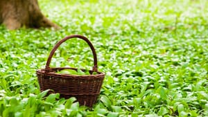 Dürfen Hunde Bärlauch essen?