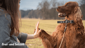 Hundetraining während der Brut und Setzzeit