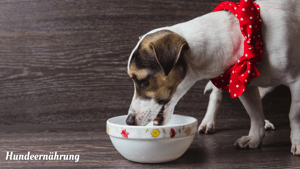 Warum ist mein Hund mäkelig?