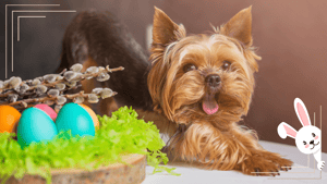 Ostern mit Biss: Kreative Back- und Snackideen für deinen Hund