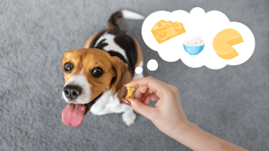 Die Freuden von Käse in Hundekeksen: Ein Leitfaden für Hundefreunde