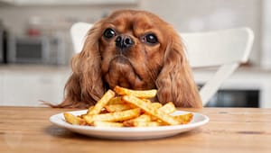 Pommes für Hunde