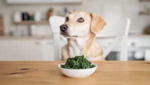 Spinat für Hunde