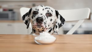 Kartoffelmehl für Hunde