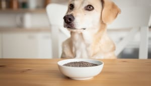 Chiasamen für Hunde