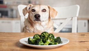 Brokkoli für Hunde