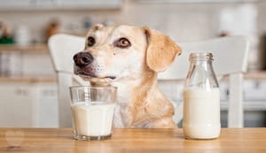 Buttermilch für Hunde