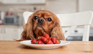 Erdbeeren für Hunde