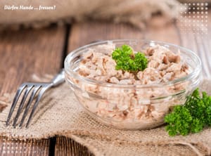 Dürfen Hunde Thunfisch essen? Ein Tiefseetauchgang in die Hundeernährung