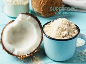 Dürfen Hunde Kokosnuss essen?