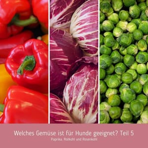 Welches Gemüse ist für Hunde geeignet? Teil 5