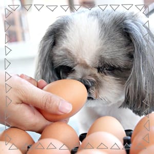 Dürfen Hunde Eier essen?