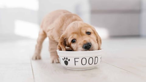 Welche Lebensmittel sind giftig für Hunde?