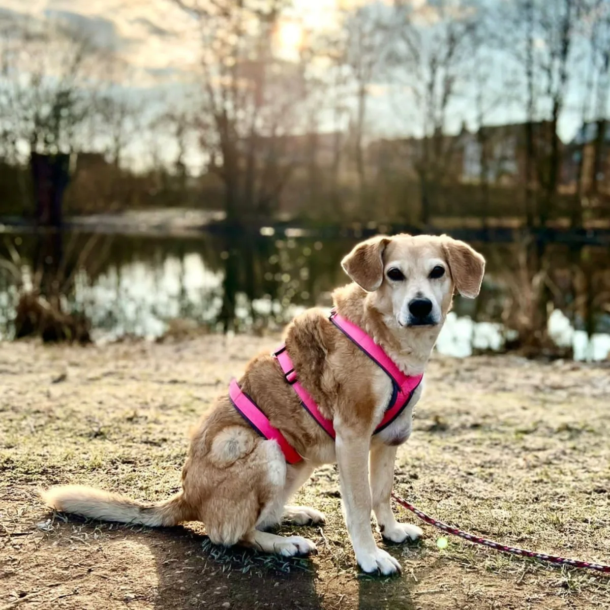Die Fotovorlage: ein hellbrauner Hund mit rosa Geschirr am See